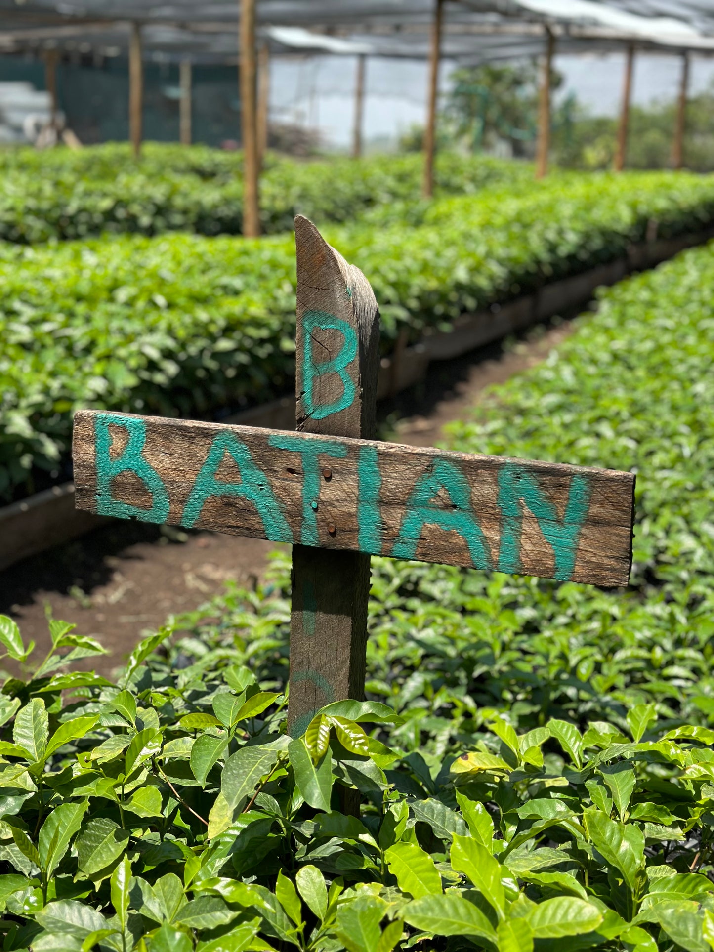Sidney Kibet | SL28 & Batian | Kenya | £16kg