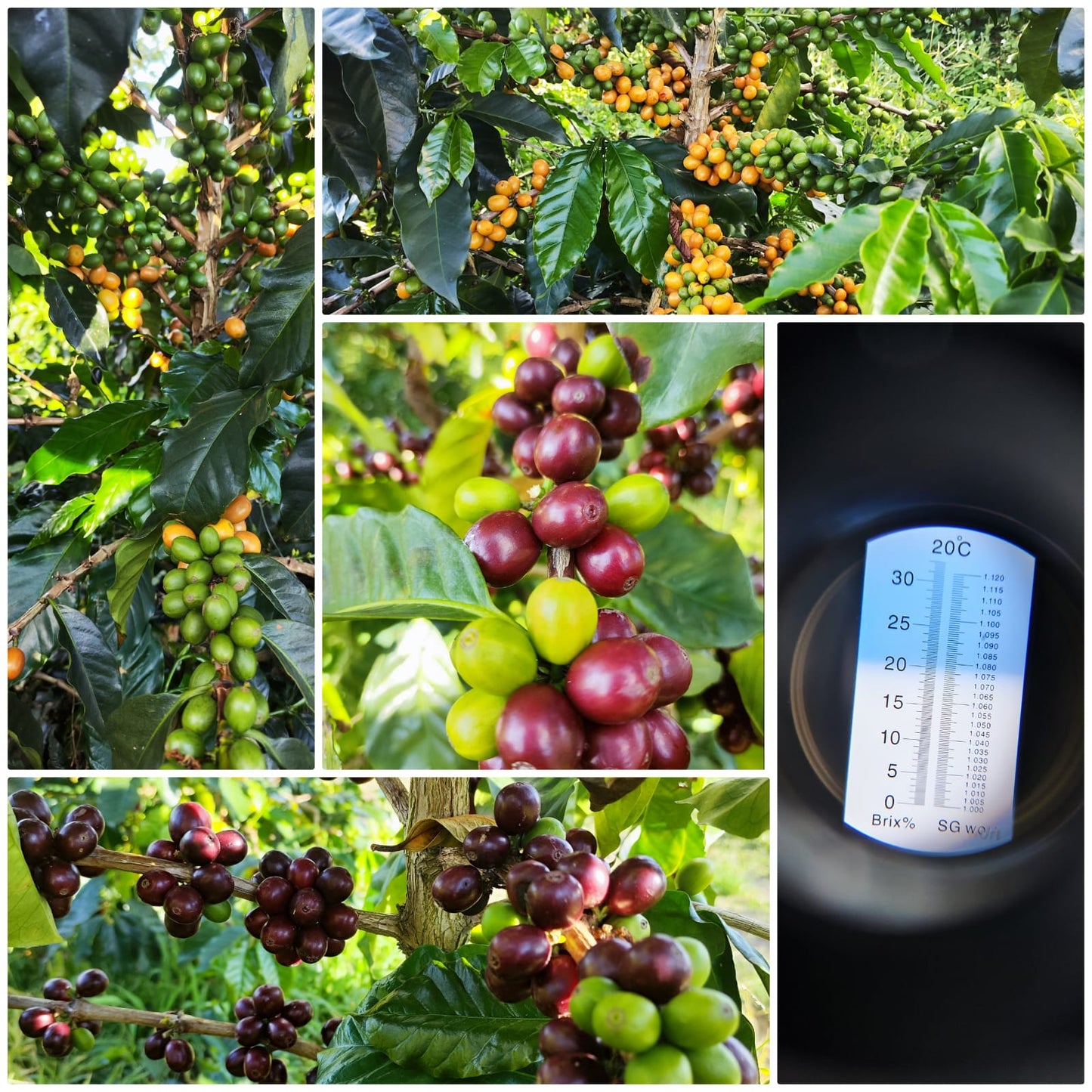 Edinson Argote | Sidra | Colombia | £40kg