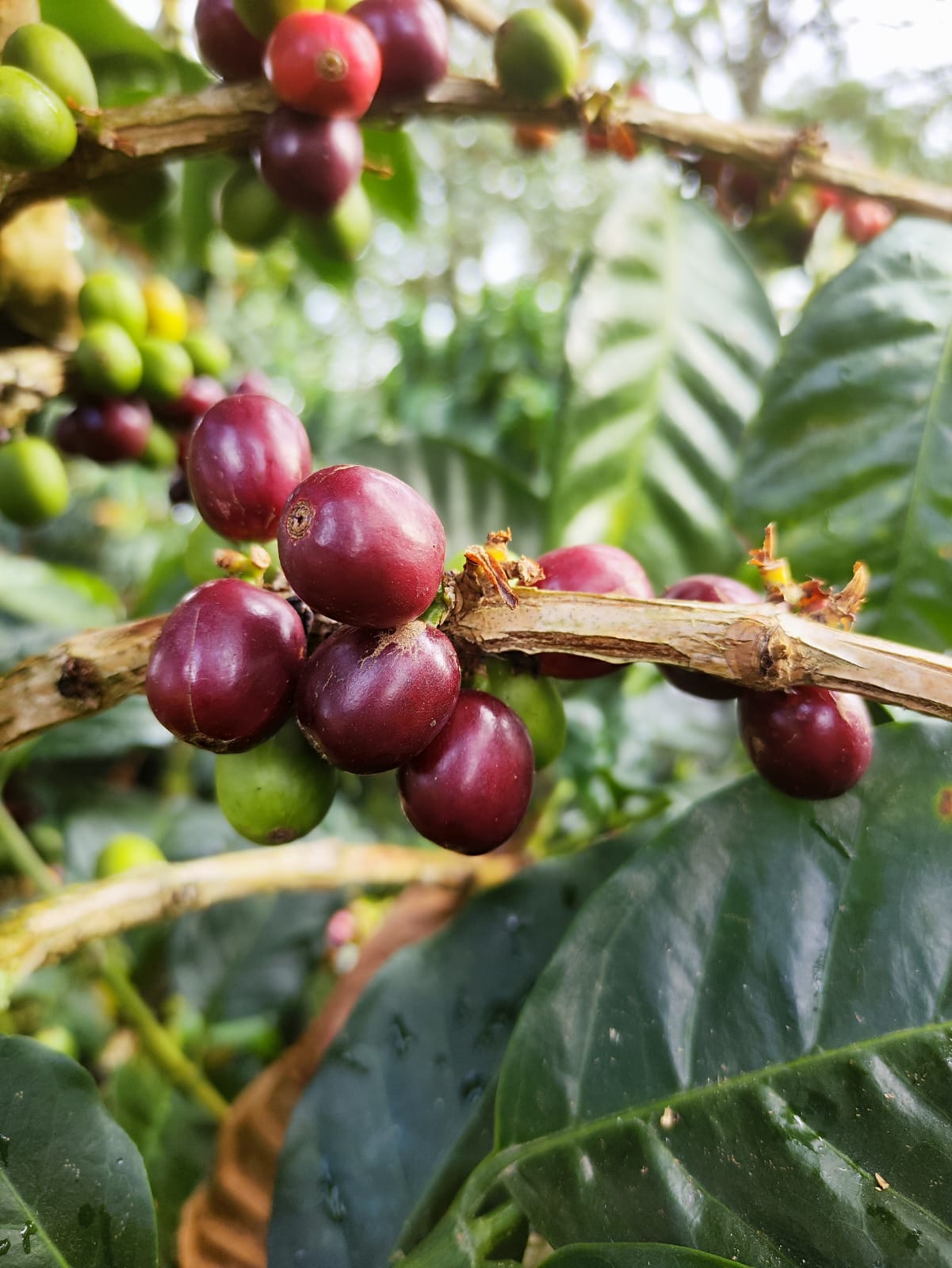 Edinson Argote | Sidra | Colombia | £40kg