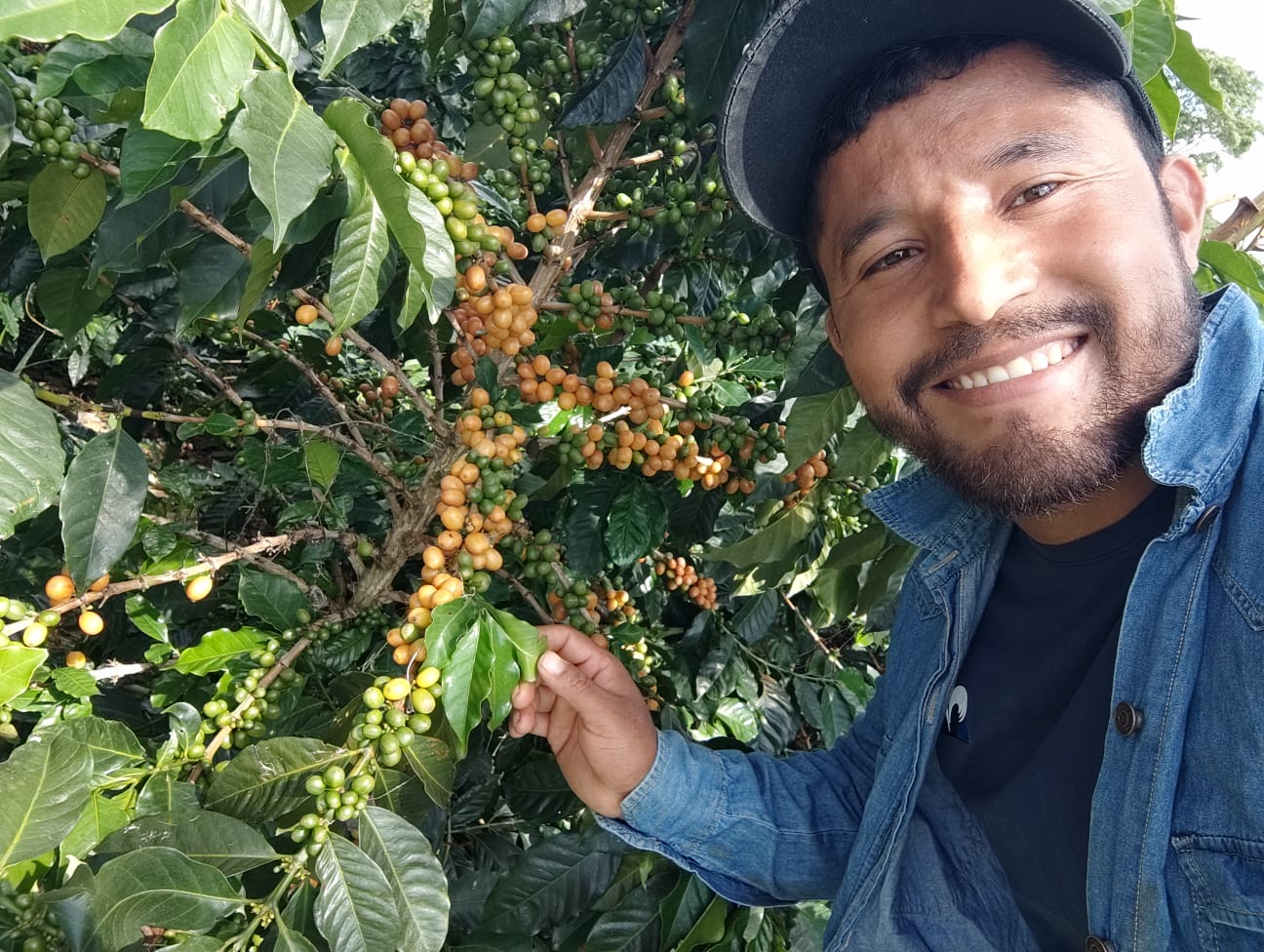 Edinson Argote | Sidra | Colombia | £40kg