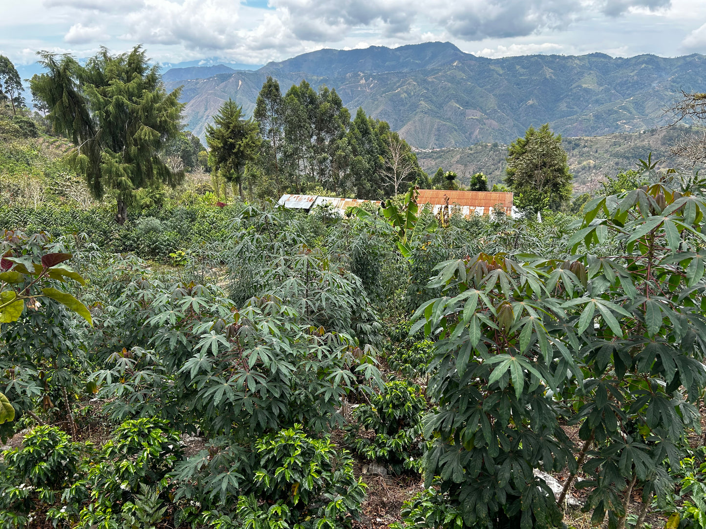 Modesto Chinguel | Bourbon | Peru | £26kg