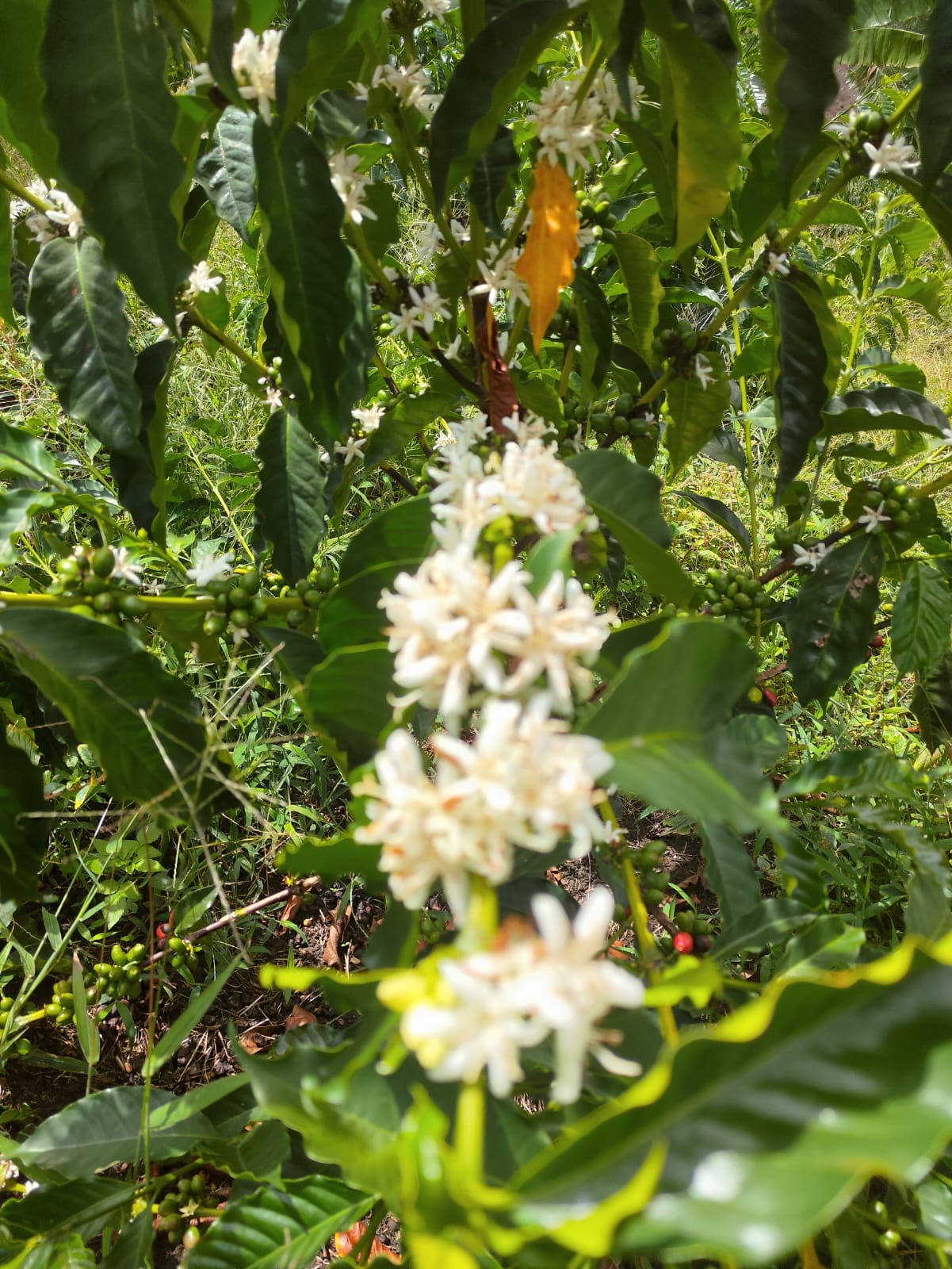 El Jaragual | Ombligon | Colombia | £35kg