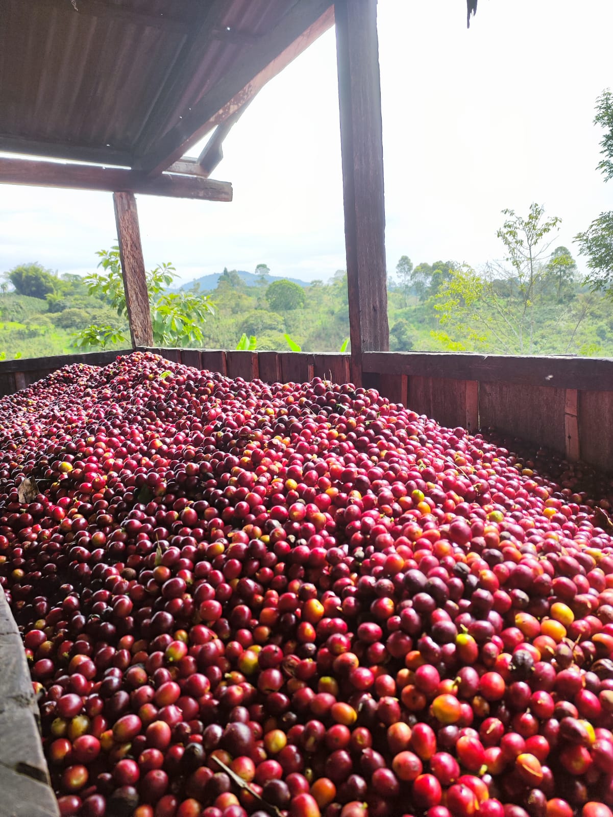 El Jaragual | Ombligon | Colombia | £35kg