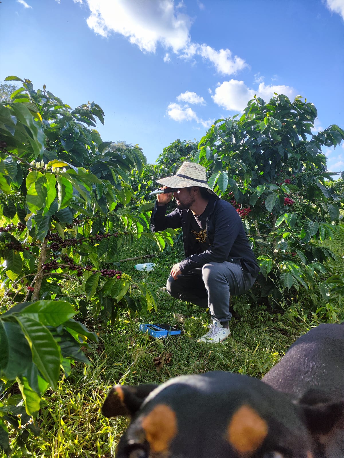 El Jaragual | Ombligon | Colombia | £35kg