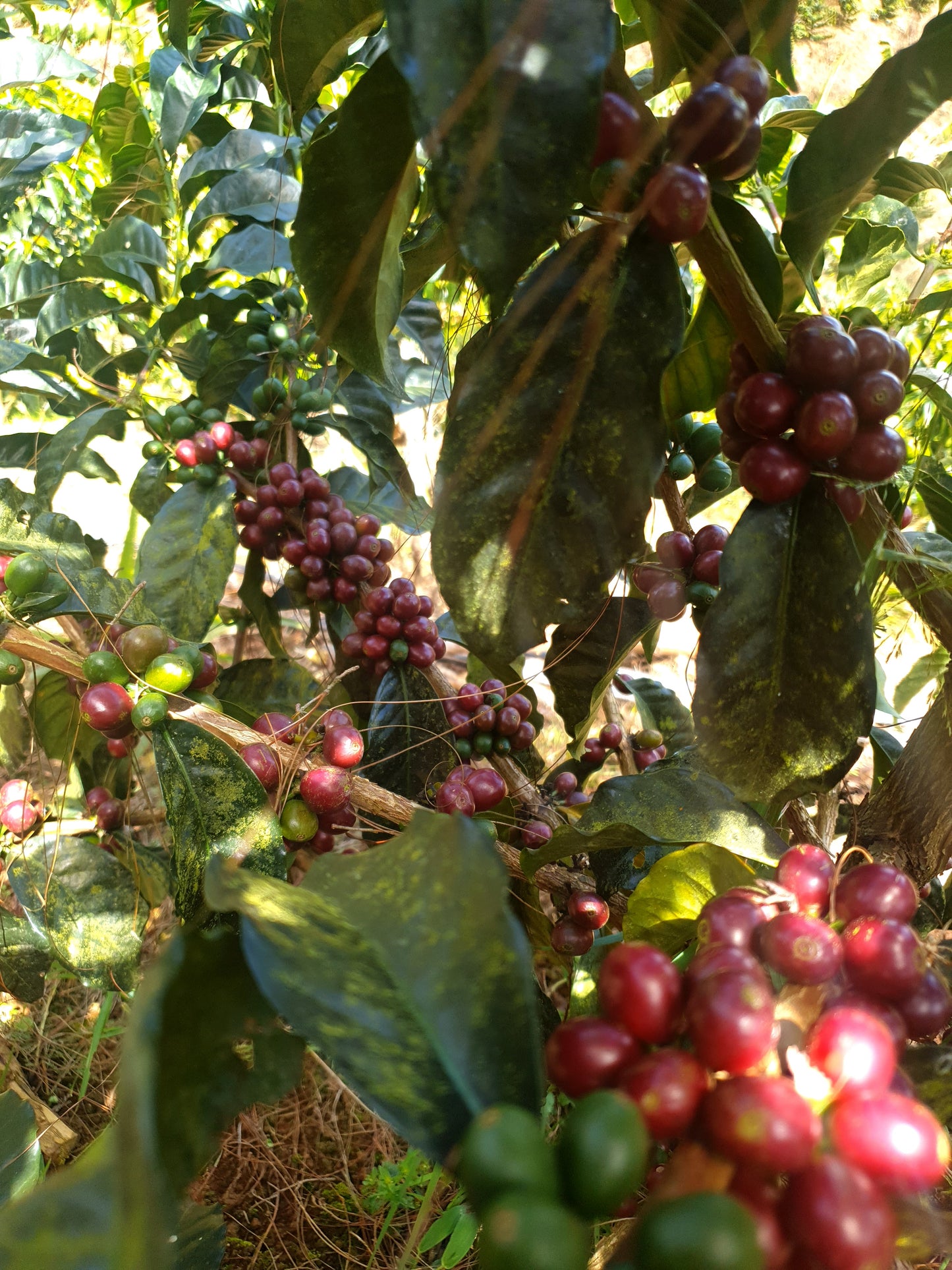 Wilton Benitez | Java | Colombia | £55kg