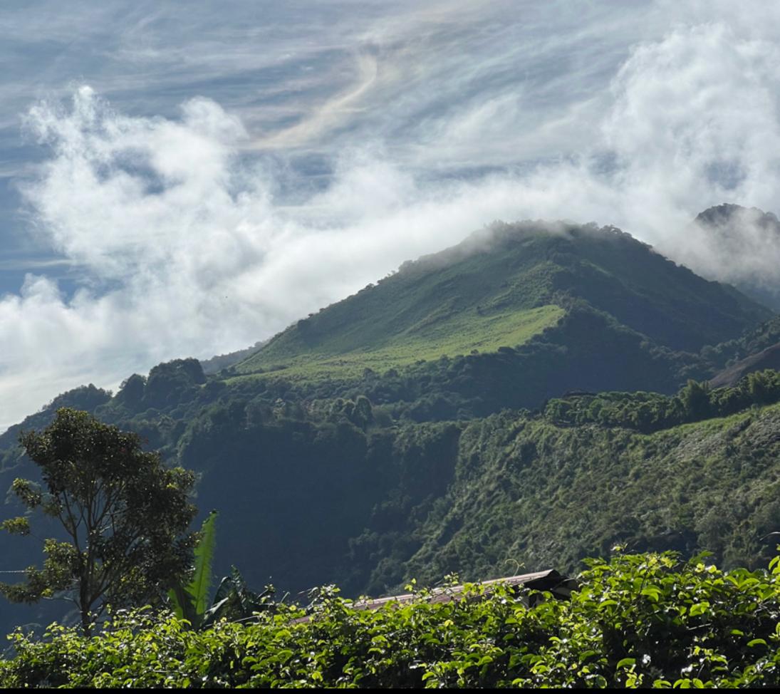 Finca Soledad | Sidra Wave Washed | Ecuador | £75KG