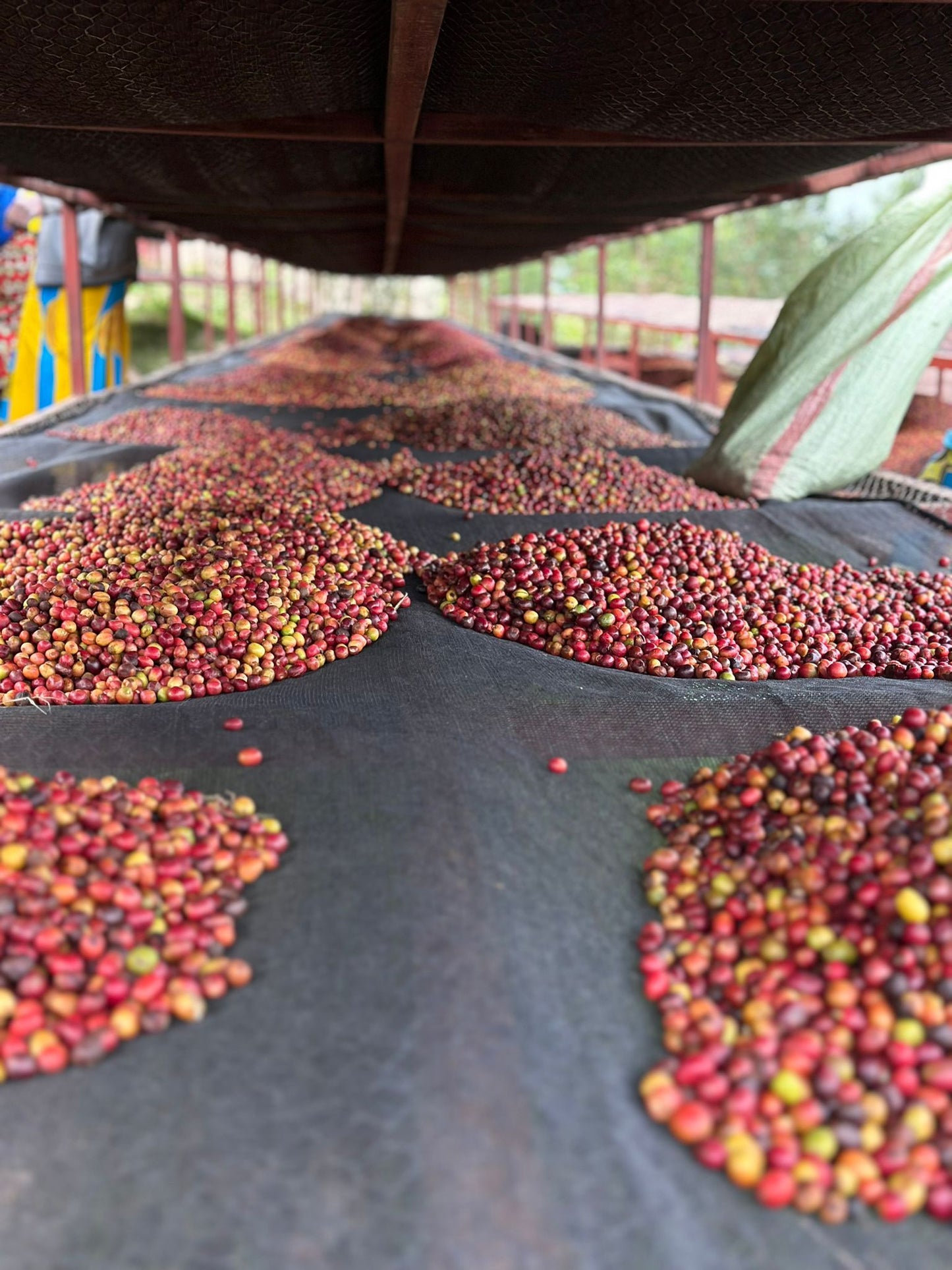 Rwamatamu | Red Bourbon | Rwanda | Extended Natural | £25kg