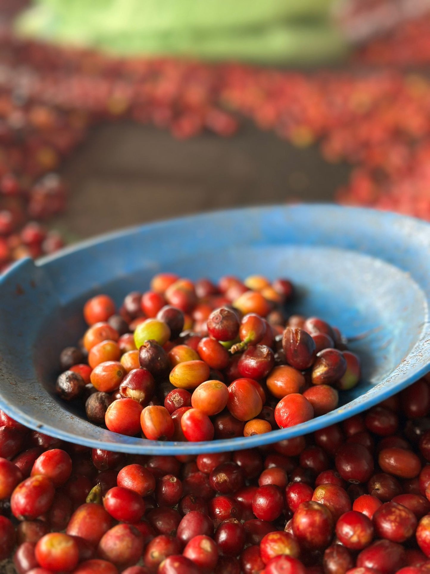 Rwamatamu | Red Bourbon | Rwanda | Extended Natural | £25kg